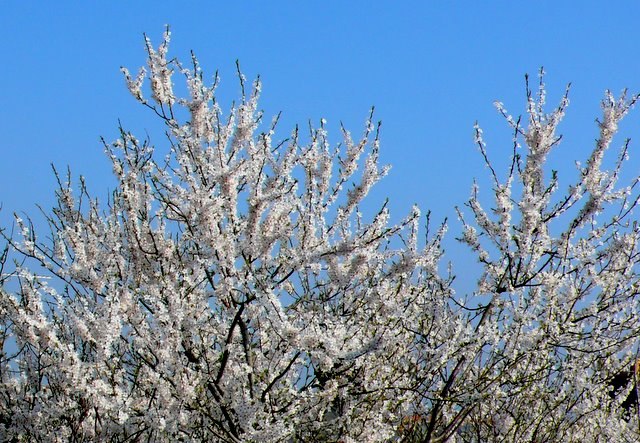 A blossoming apricot tree with branches covered in delicate white flowers against a clear blue sky.